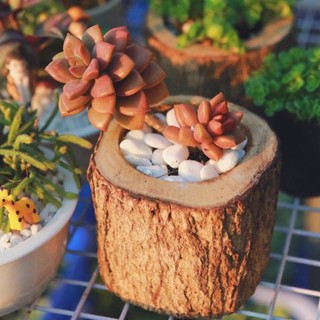 Chậu gỗ trồng sen đá, xương rồng, đế nến, mua 10 tặng 1