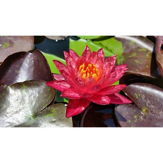 Cây hoa súng Thái lan Wanvisa V-17