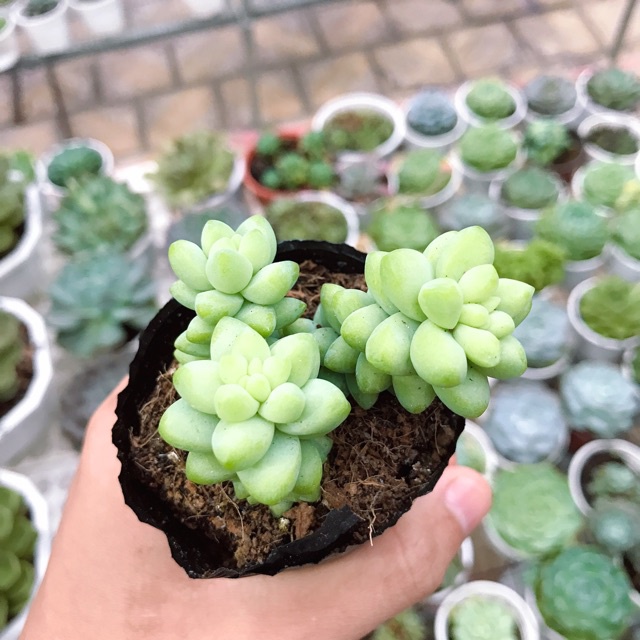 Sen đá chuỗi ngọc bi - Donkey's tail