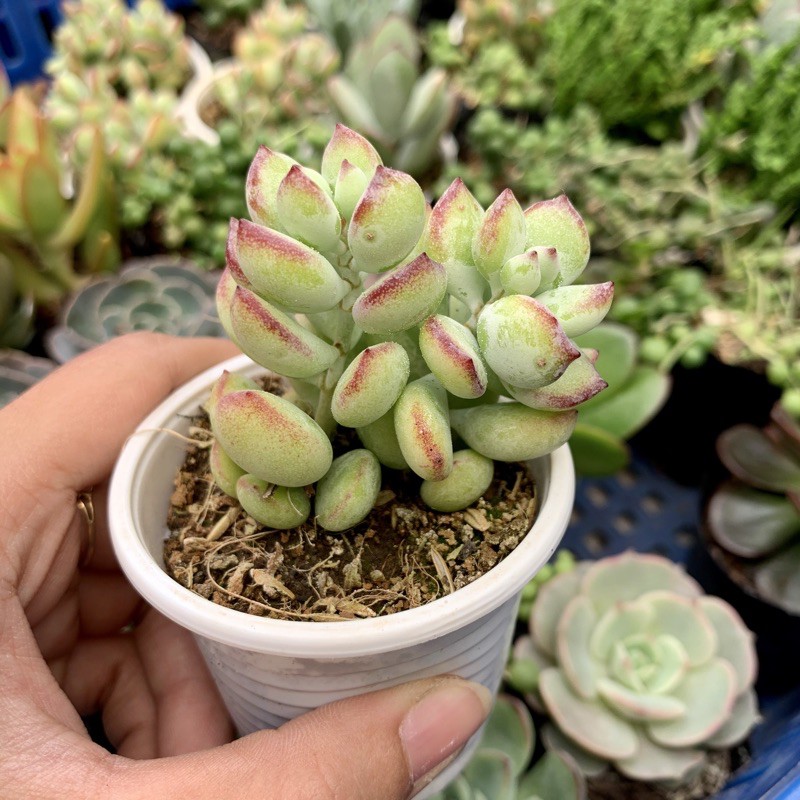 SEN ĐÁ SỎI DÂY FREESHIP  ĐÃ THUẦN XỨ NÓNG SIU CUTE CHUẨN SIZE BẦU