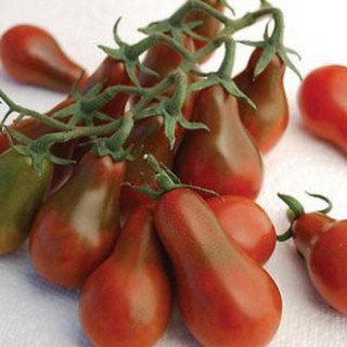 Hạt giống cà chua hồ lô