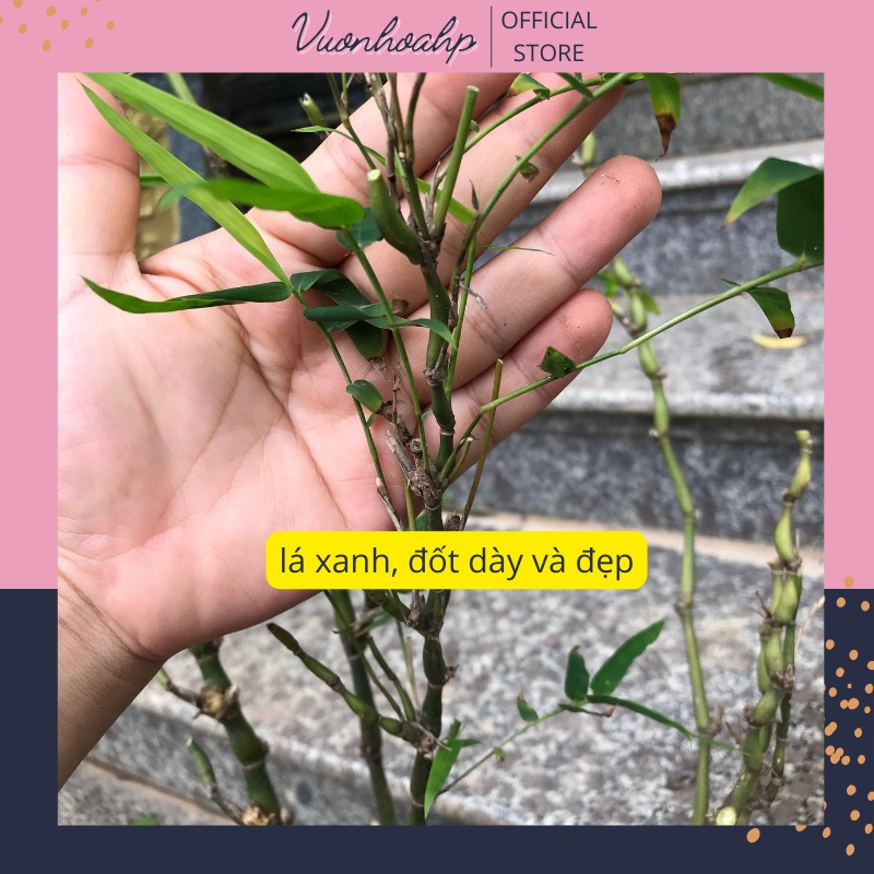 Cây trúc đùi gà, trúc quan âm cao 60cm