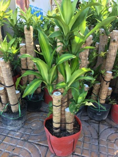 Cây phát tài khúc,thiết mộc Lan