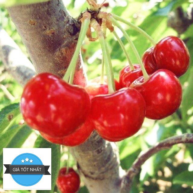 Hạt giống Anh đào (Cherry) (5 hạt) ĐẾN MÙA TRỒNG TẾT