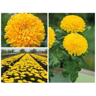 2000 HẠT GIỐNG HOA CÚC VÀNG
