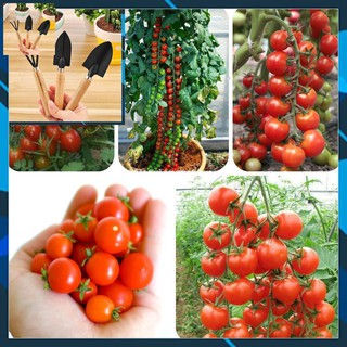 Hạt giống Cà Chua Bi Chùm 30 Hạt TẶNG BỘ LÀM VƯƠN MINI