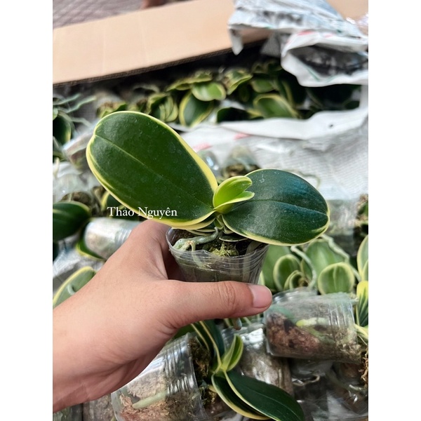 Hồ Điệp Lá Biên