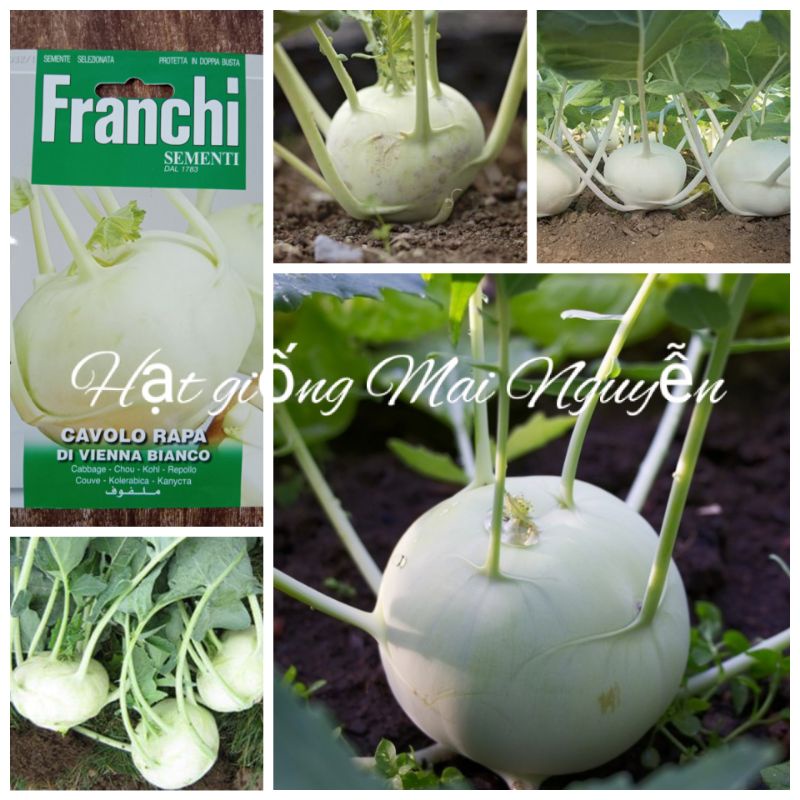 100 HẠT GIỐNG SU HÀO TRẮNG FRANKI