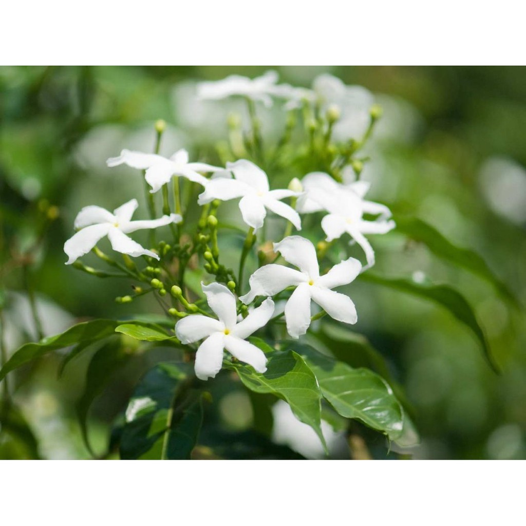 Xà bông thơm hương hoa lài mới