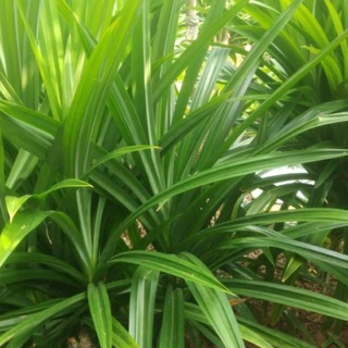 Cây giống lá nếp thơm