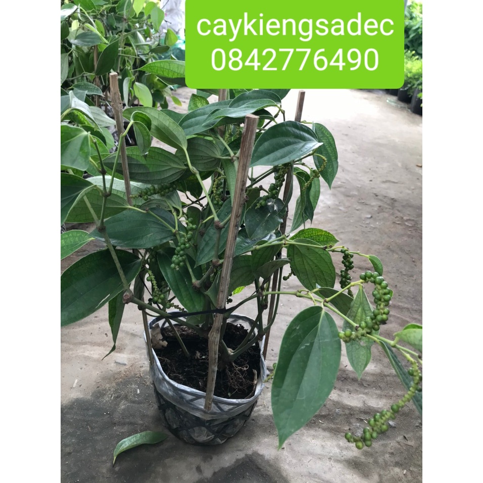 Caykiengsadec- Cây tiêu+tặng phân bón cho cây- hoa lá cây kiểng-