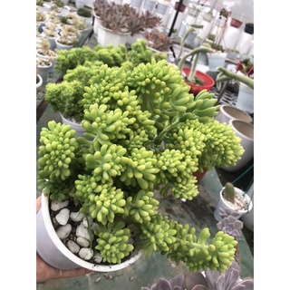 Chậu sen đá sỏi kẹo crest có mùi thơm 22cm