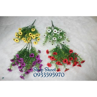 Cành điểm cúc khuy