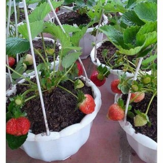 hạt giống dâu tây đỏ lùn siêu ngọt 50 hạt