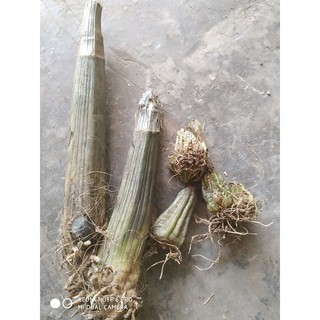 địa lan hạc đỉnh củ đẹp