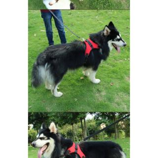 Dây Dắt Chó Husky Chuyên Dụng