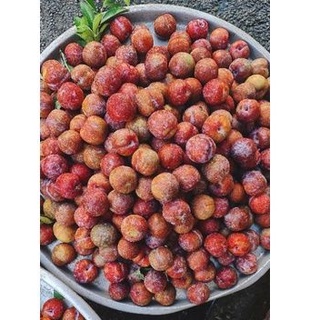 Mận Hậu Miền Bắc ( Mận Hà Nội )