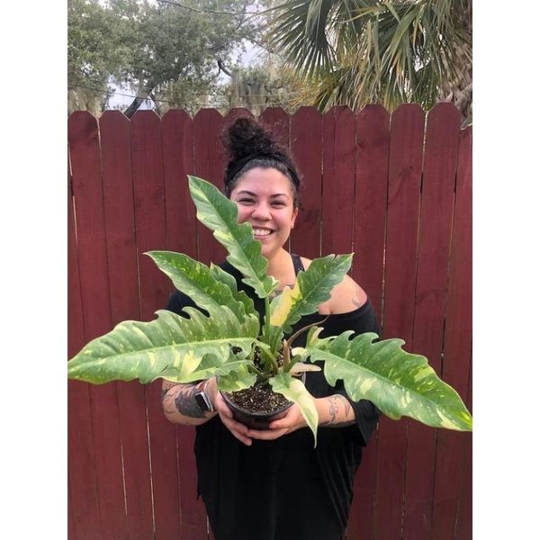 Chậu cứng Philodendron ring of fire var