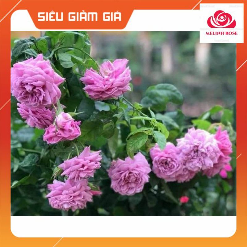 Hoa hồng ngoại Blue Sky- Sắc tím lavender lãng mạn chinh phục bao con tim yêu hồng-Vườn Hoa Melinhrose
