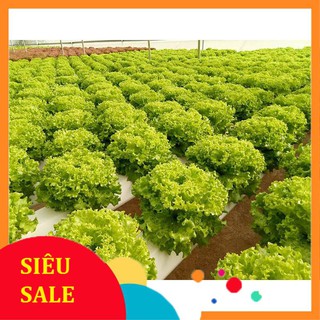 Hạt Giống Rau Xà Lách Xoăn Xanh (500 Hạt) - [MUA 3 TẶNG 1 CÙNG LOẠI] - Dễ Trồng,Hiệu Qủa