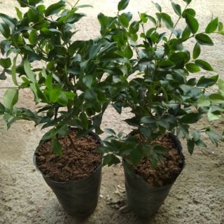 Cây giống nho thân gỗ
