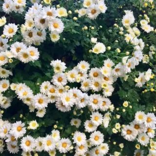 CÚC RỦ KÉP TRẮNG ĐỔI MÀU