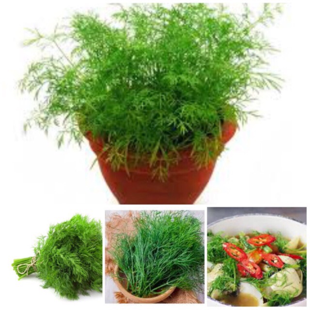 Hạt giống rau thì là, rau gia vị