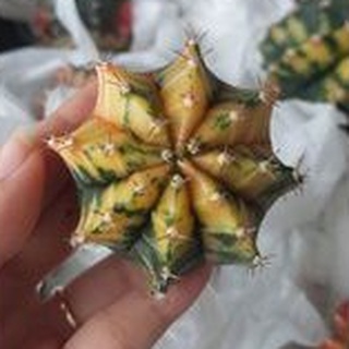 Xương rồng guym len