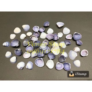 Vỏ hến tím 100gr