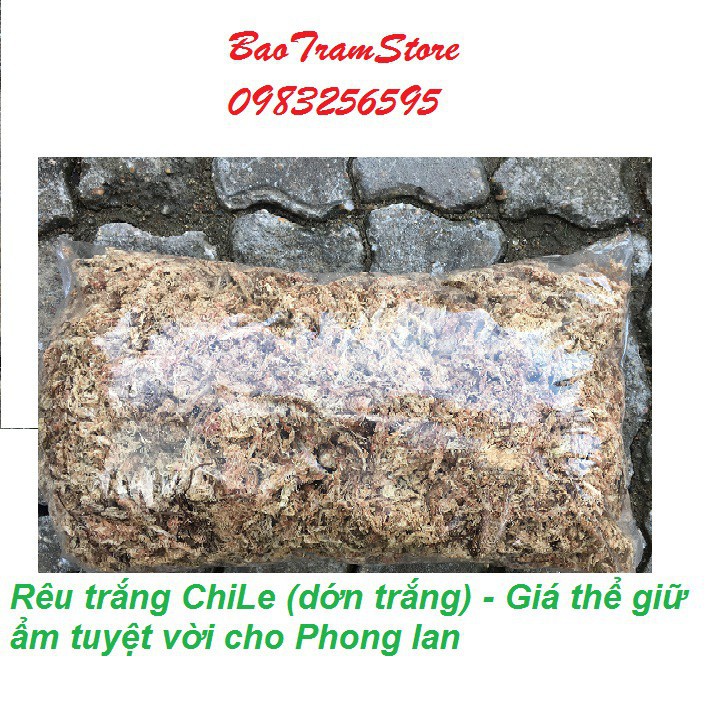 [SIEURE] Rêu trắng ChiLe - Giá thể giữ ẩm tuyệt vời cho phong lan, gói 500g hàng đẹp, phân phối chuyên nghiệp.