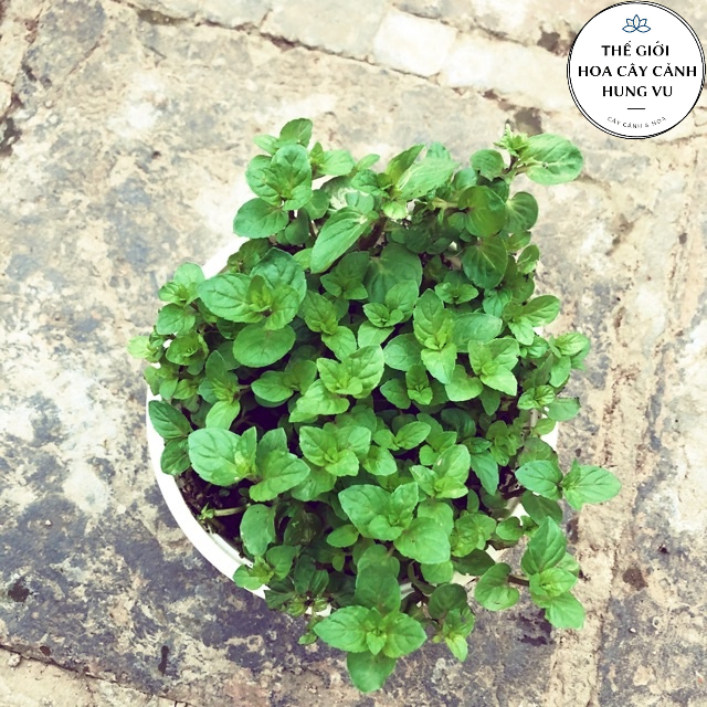 Cây bạc hà chocolate mint - THẾ GIỚI HOA CÂY CẢNH -.
