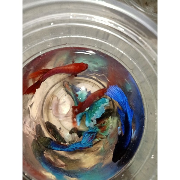 BETTA ĐUÔI XÒE Loạn Màu SIÊU ĐẸP 1con trống tặng thức ăn