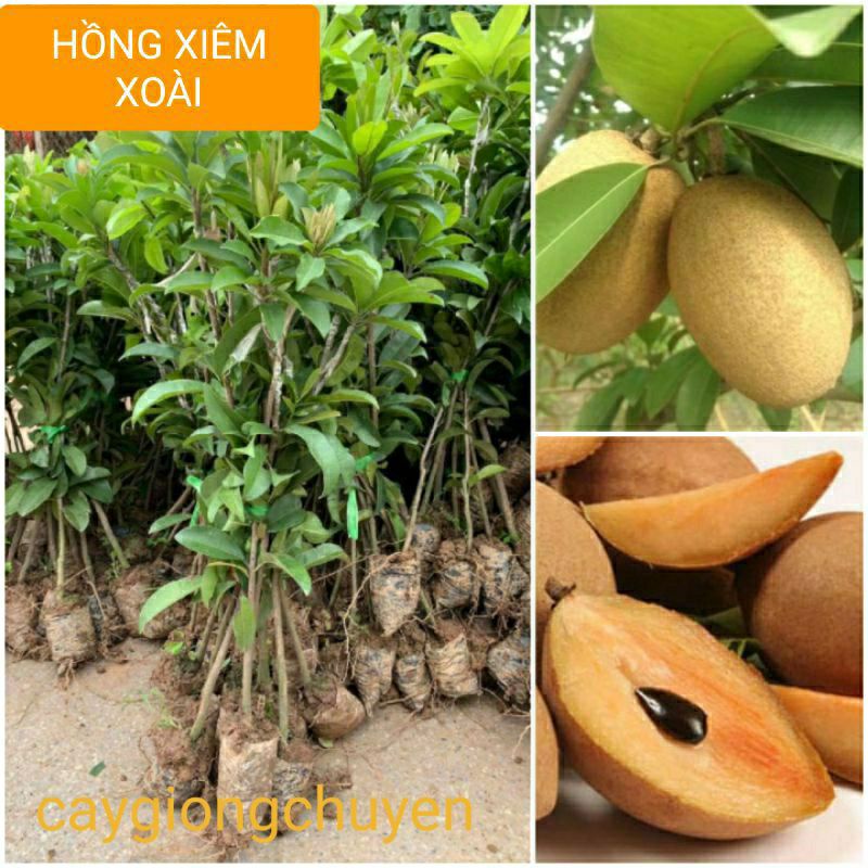 GIỐNG CÂY HỒNG XIÊM XOÀI 6 THÁNG CHO TRÁI