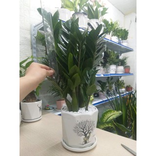 Cây kim tiền size vừa