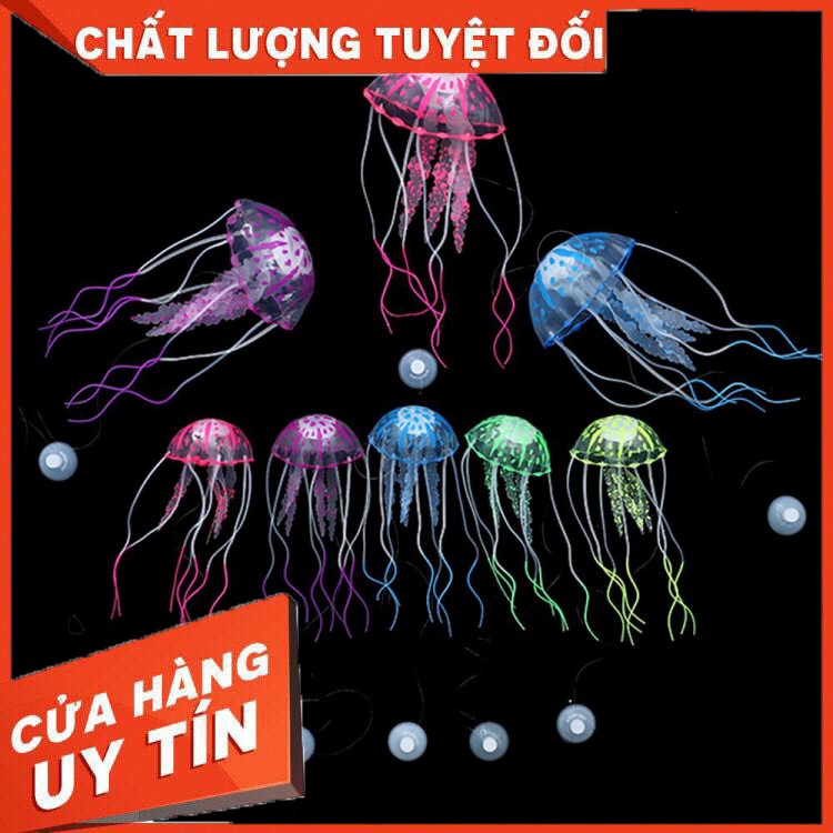 Sứa Giả Bỏ Hồ Cá Nhiều Màu Sắc