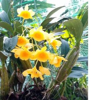 Khóm hoàng lạp 5-7 thân đang ra rễ mới (tặng phân dê đơn từ 60k trở lên)