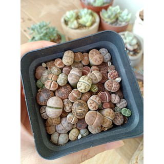 cây sen đá mông , sen Lithops , thạch lan size nhỏ