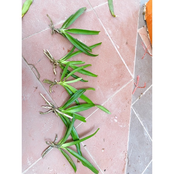 LAN CHỒN BÓC RỪNG 1 CÂY