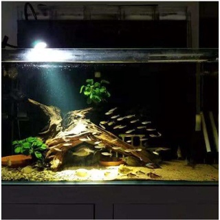 Đèn rọi bể cá biotop