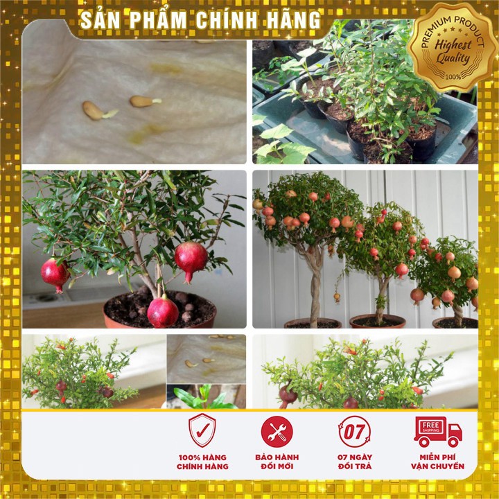 HẠT GIỐNG CÂY LỰU LÙN - GÓI 10 HẠT