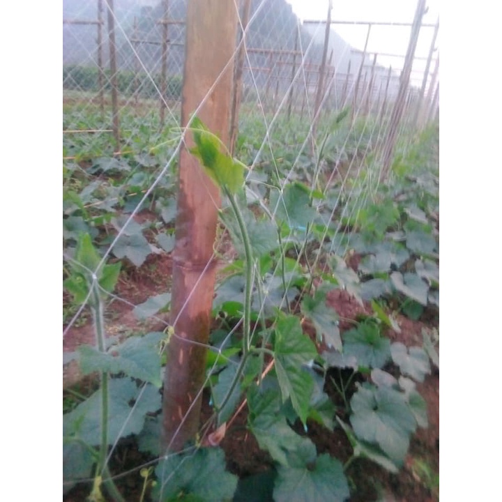 Lưới Giàn Leo , Lưới Giàn Cây, Lưới Trồng Cây Leo, Lưới Trồng Bầu Bí Khổ Rộng 2M [Giá Tính Theo M2]