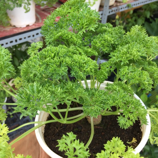 Hạt giống rau mùi tây lá xoăn (Ngò tây) nhập nguyên gói Thái Lan 0.5gr (~220 hạt) _Hạt rau thơm Parsley