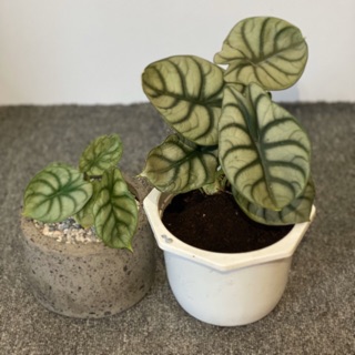 Cây Silver Dragon (Alocasia Baginda)
