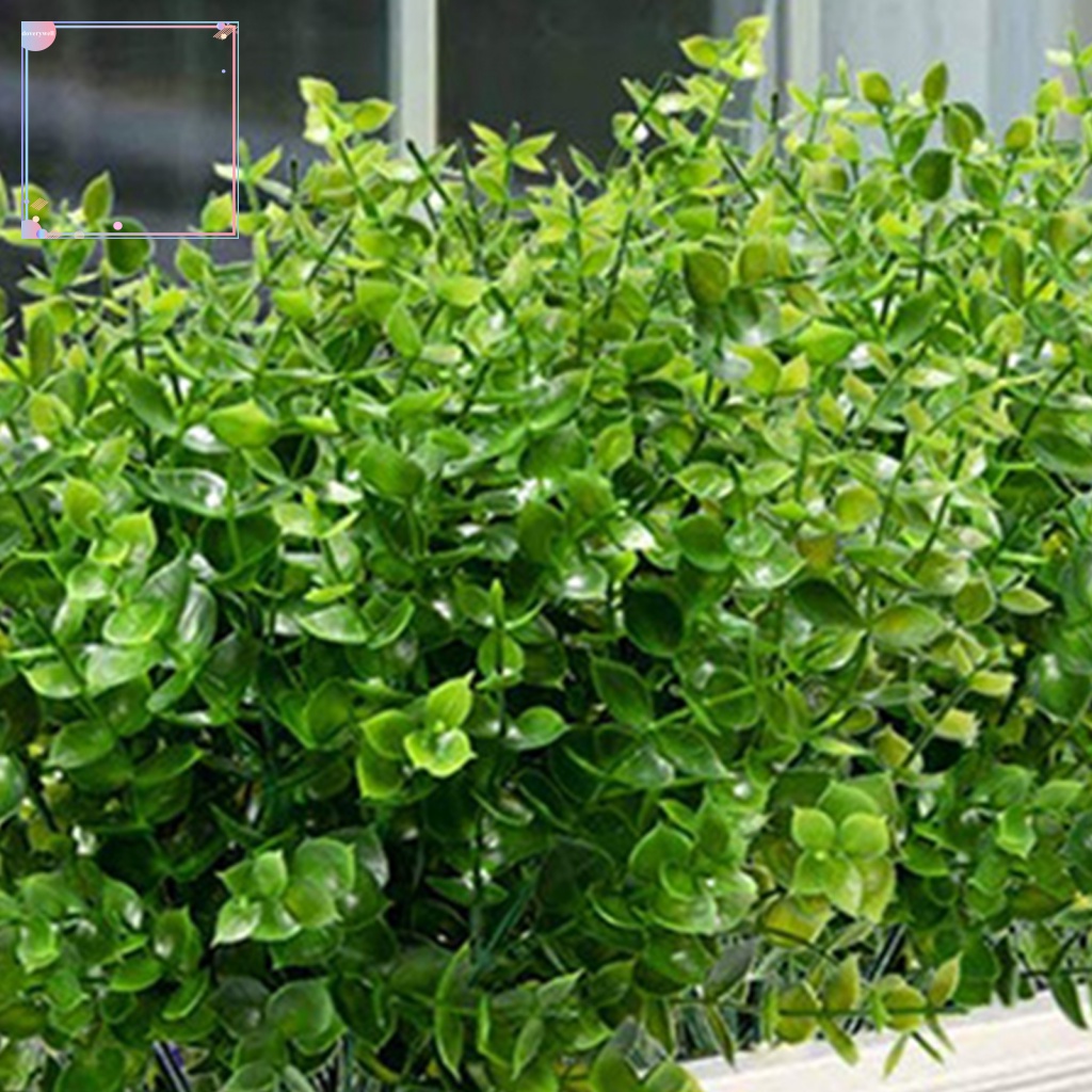 Cây Khuynh Diệp 7 Nhánh Chuyên Dụng Trang Trí Sân Vườn