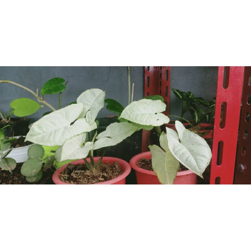 Singonium Ngọc Lục Bảo Trắng