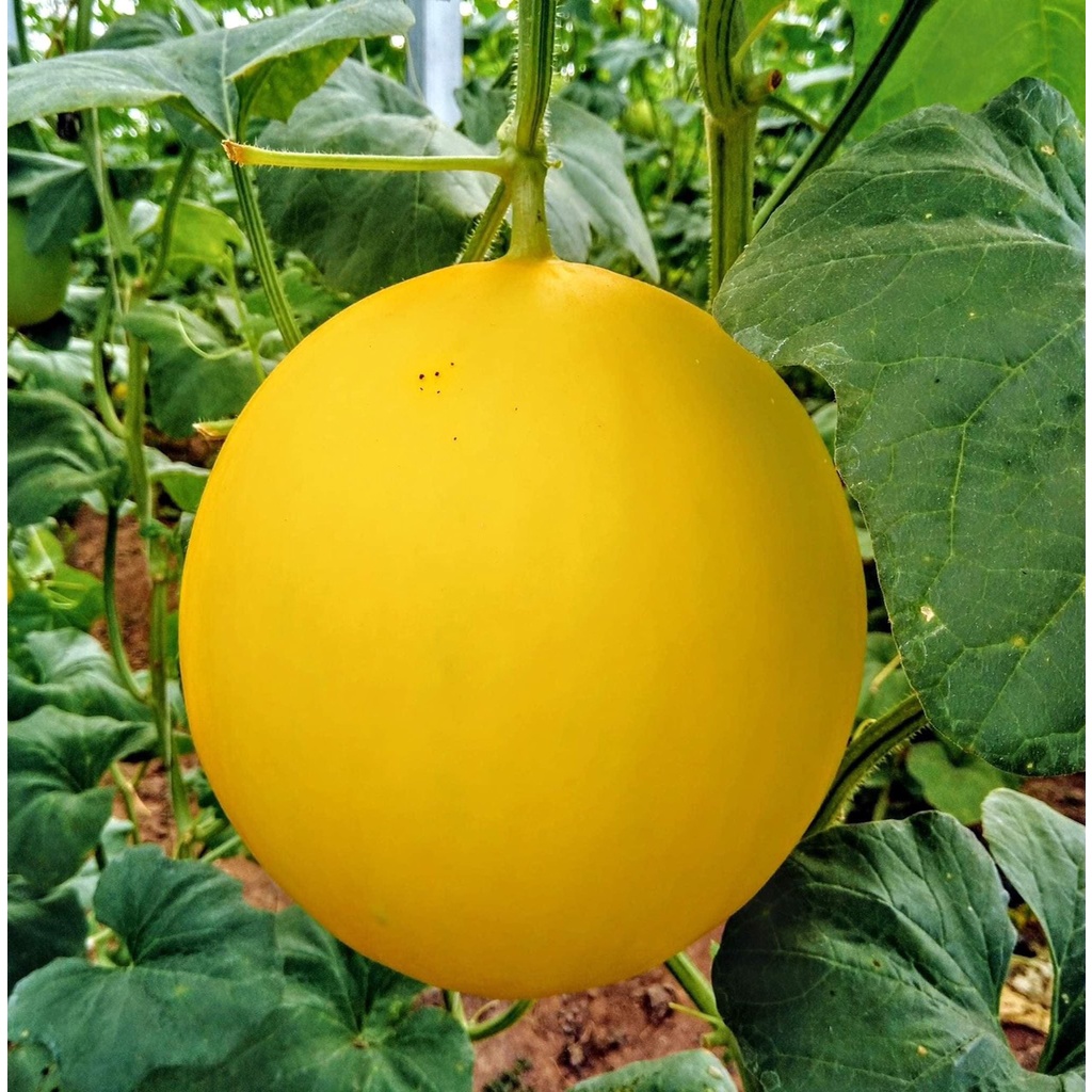 Hạt giống dưa hoàng kim F1 quả to ngọt năng suất cao gói 5 hạt