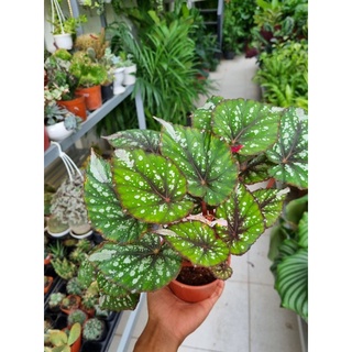 cây hải đường, begonia