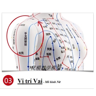 Dcyt- mô hình châm cứu huyệt vị nam, nữ - mô hình đường kinh lạc