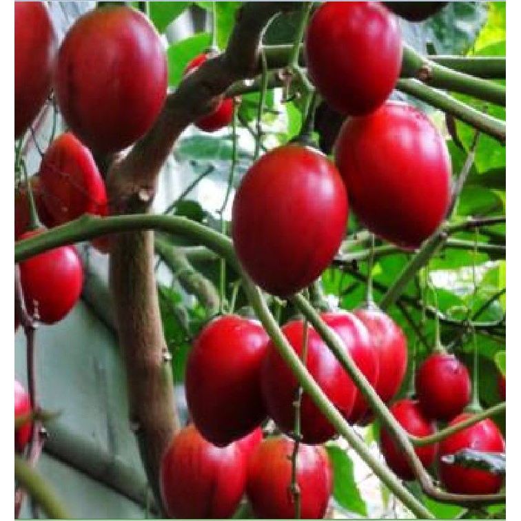 Hạt giống cà chua thân gỗ tamarillo 10 hạt -TẶNG viên 5 nén ươm hạt giống