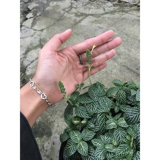 Lá may mắn ( Cẩm nhung )